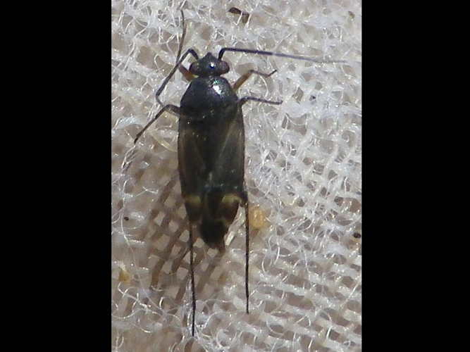 Europiella artemisiae © HALLART Guénael