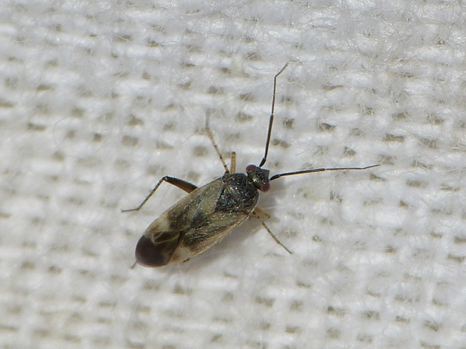 Europiella decolor &copy; BARBIER Simon