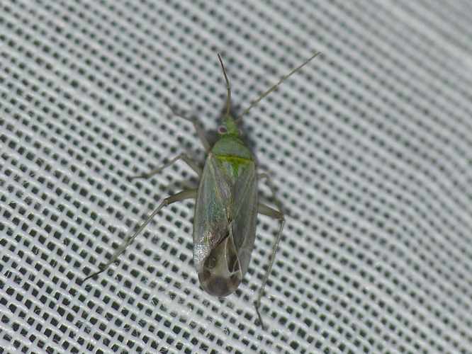 Macrotylus solitarius &copy; BARBIER Simon