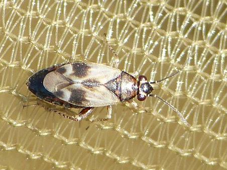 Monosynamma bohemanni &copy; BARBIER Simon