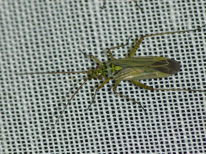 Oncotylus viridiflavus &copy; BARBIER Simon