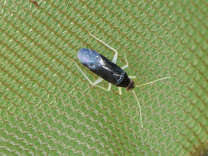 Phylus coryli &copy; BARBIER Simon