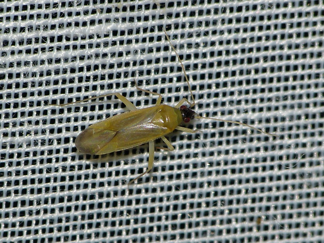 Phylus melanocephalus &copy; BARBIER Simon