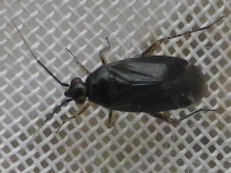 Plagiognathus arbustorum &copy; HALLART Guénael