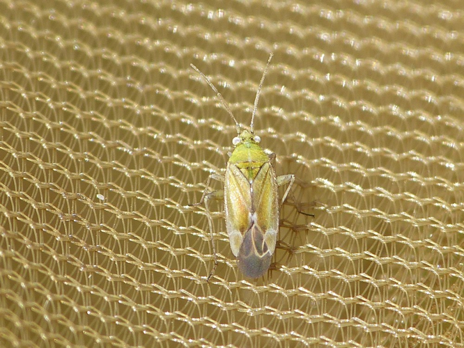 Tinicephalus hortulanus &copy; BARBIER Simon