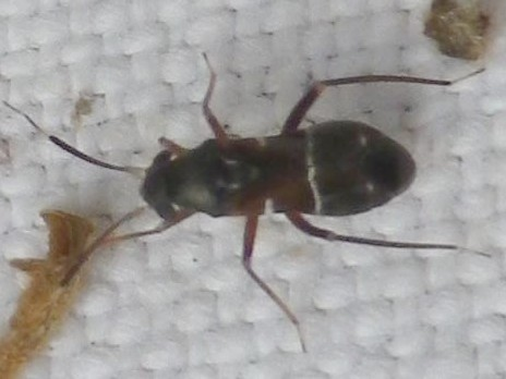 Pilophorus perplexus &copy; HALLART Guénael