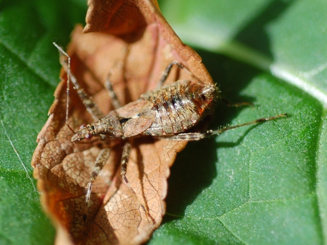 Himacerus apterus &copy; VANSTEENE Nicolas