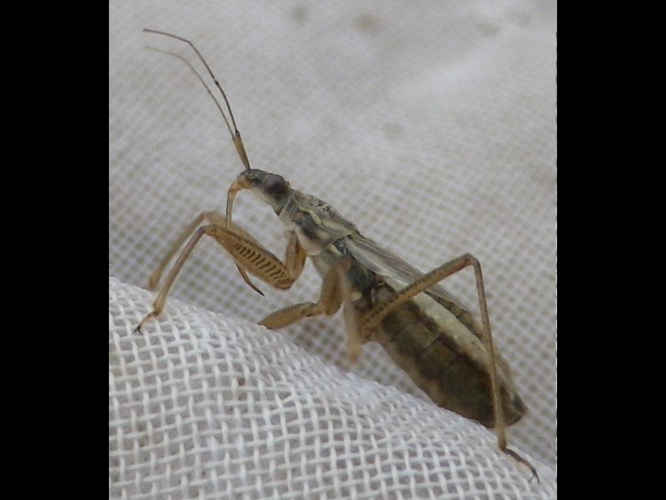 Nabis flavomarginatus &copy; HALLART Guénael