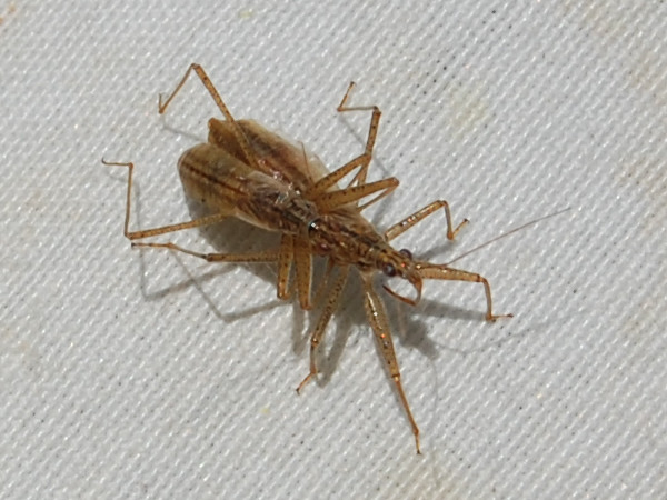 Nabis limbatus &copy; VANSTEENE Nicolas