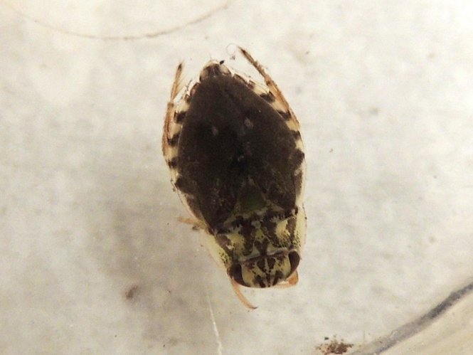 Naucoris maculatus &copy; LE BOZEC Serge