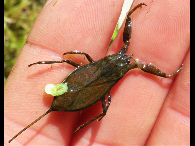 Nepa cinerea &copy; HALLART Guénael