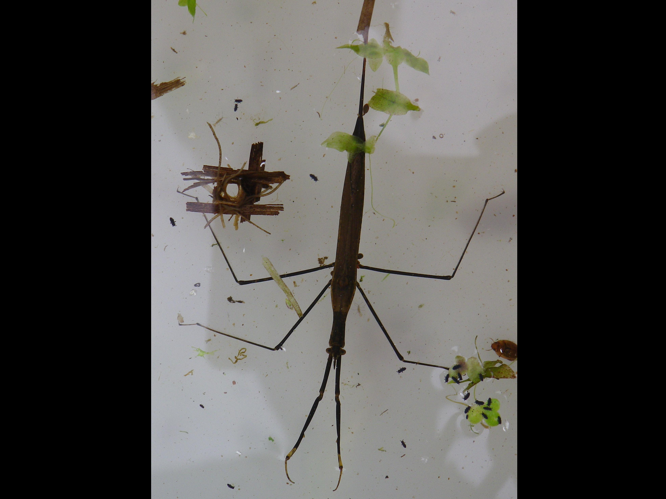 Ranatra linearis &copy; HALLART Guénael