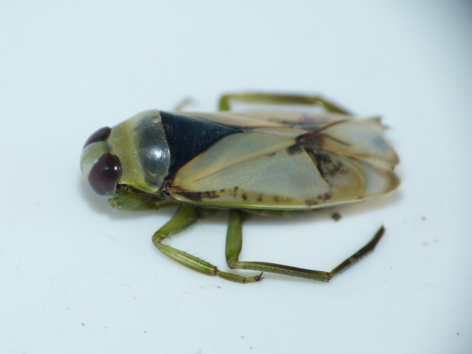 Notonecta viridis &copy; BARBIER Simon