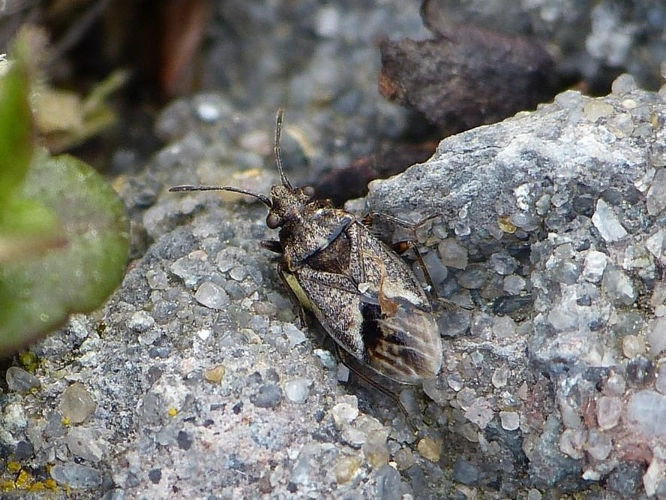 Nysius huttoni &copy; BARBIER Simon