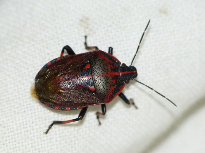 Jalla dumosa &copy; BARBIER Simon