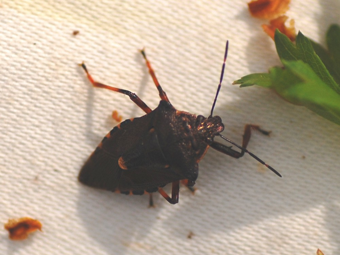 Pinthaeus sanguinipes &copy; VANSTEENE Nicolas