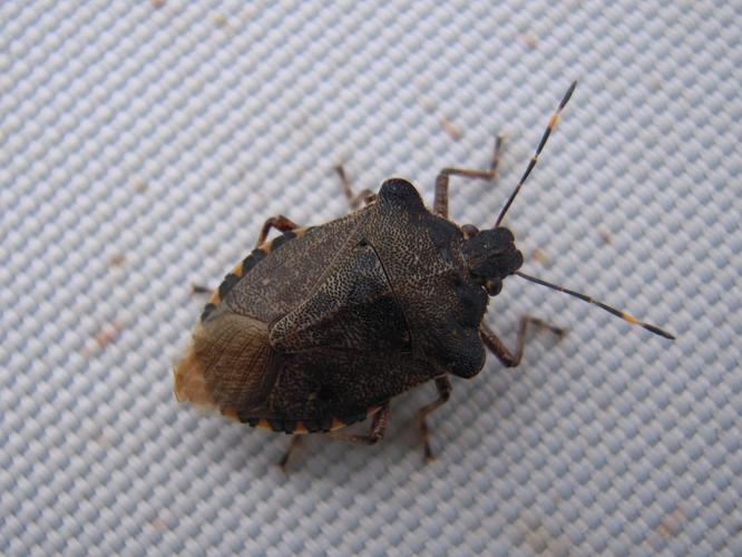 Troilus luridus &copy; HERMANT Thomas