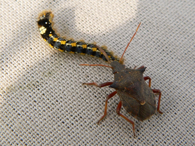 Picromerus bidens &copy; DEROZIER Carole