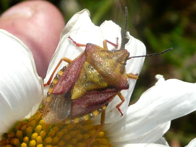 Carpocoris purpureipennis &copy; MAILLIER Sébastien