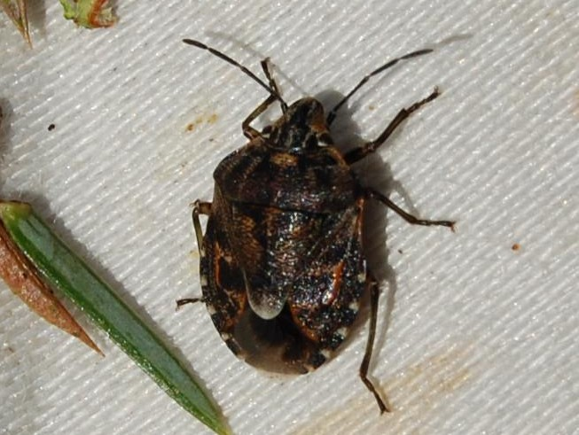 Holcogaster fibulata &copy; VANSTEENE Nicolas