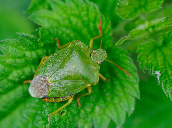 Palomena prasina &copy; MATHOT William