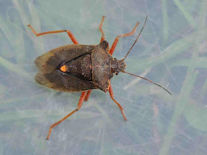 Pentatoma rufipes &copy; MATHOT William