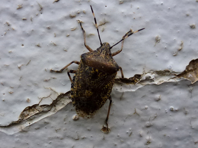 Rhaphigaster nebulosa &copy; MAILLIER Sébastien