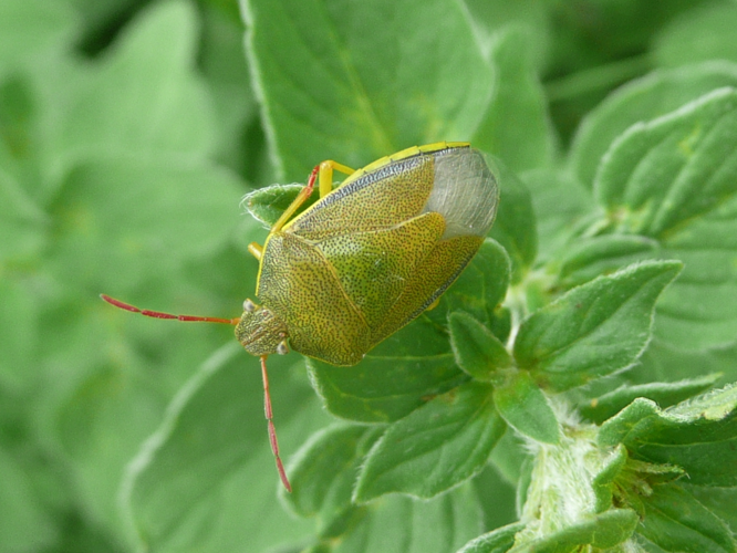 Piezodorus lituratus &copy; MAILLIER Sébastien