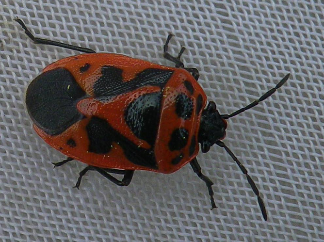 Eurydema dominulus &copy; HALLART Guénael