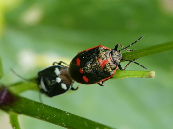 Eurydema oleracea &copy; BARBIER Simon