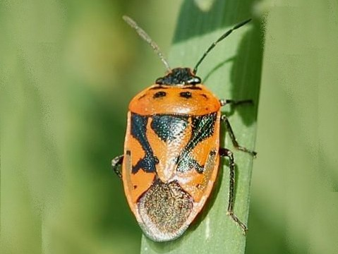 Eurydema ornata &copy; VANSTEENE Nicolas