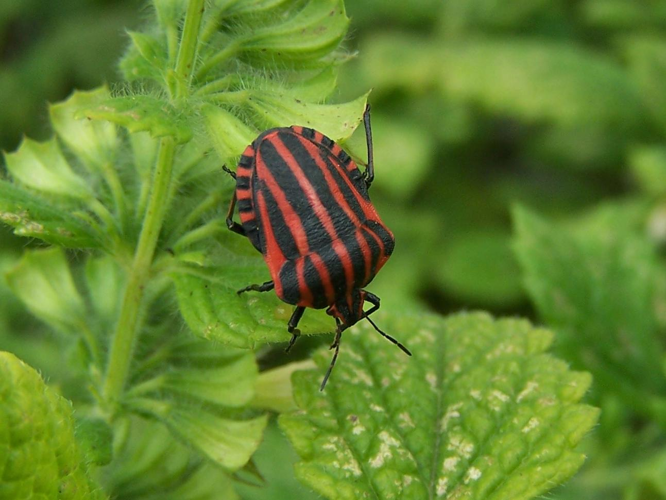 Graphosoma italicum &copy; LEROY Sébastien