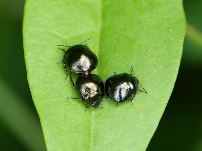 Coptosoma scutellatum &copy; BARBIER Simon