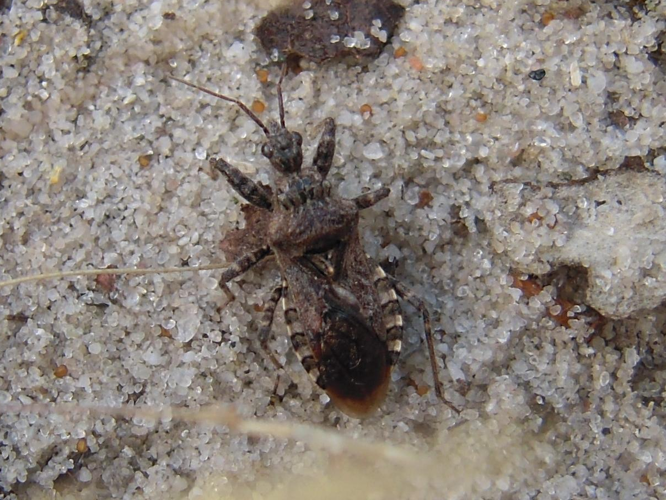 Coranus griseus &copy; HERMANT Thomas