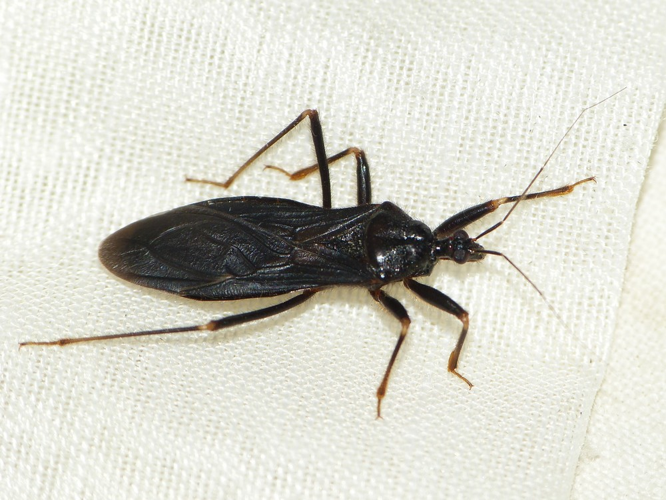 Reduvius personatus &copy; BARBIER Simon