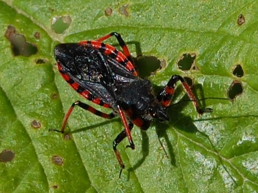 Rhynocoris annulatus &copy; VANSTEENE Nicolas