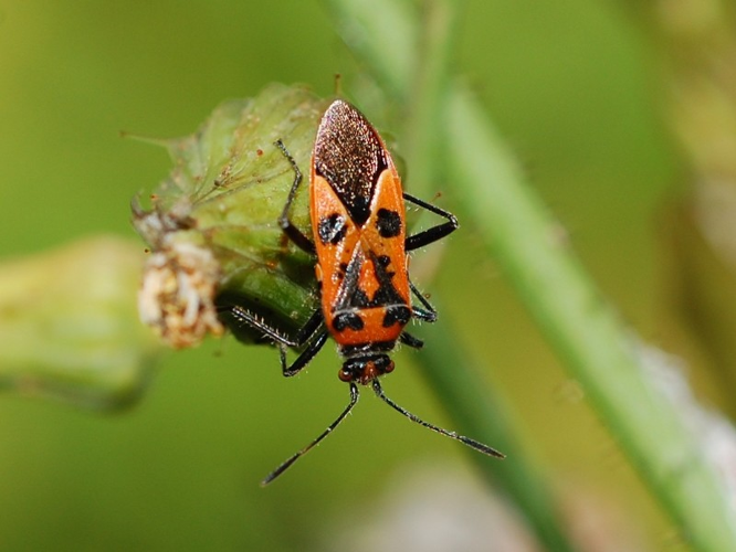 Corizus hyoscyami &copy; VANSTEENE Nicolas
