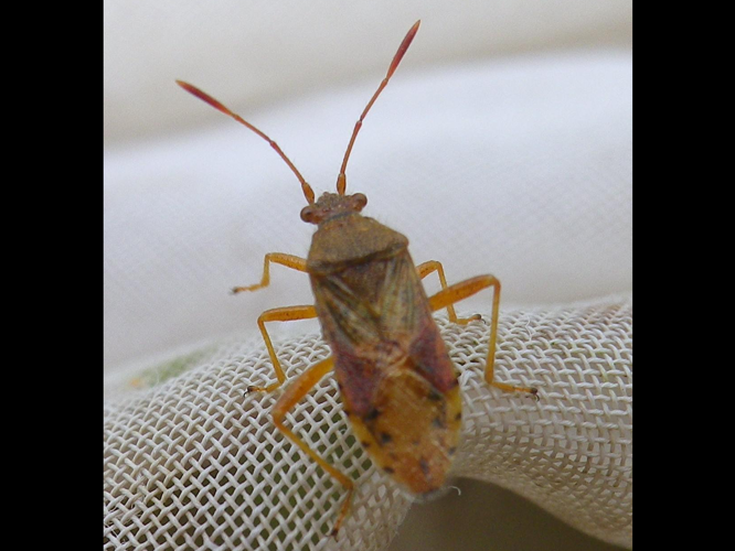 Rhopalus maculatus &copy; HALLART Guénael