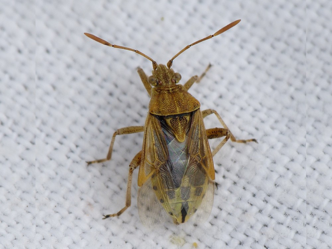 Stictopleurus abutilon &copy; BARBIER Simon