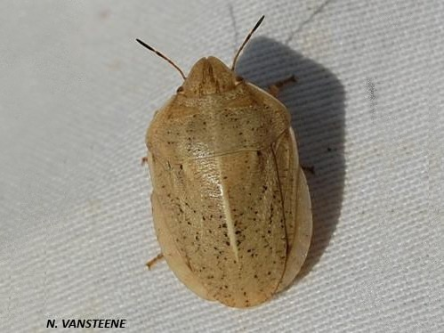 Eurygaster austriaca &copy; VANSTEENE Nicolas