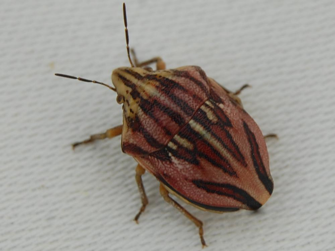 Odontotarsus purpureolineatus © VANSTEENE Nicolas