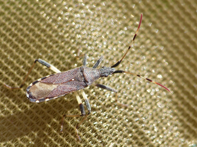 Dicranocephalus albipes &copy; BARBIER Simon