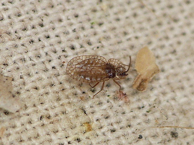 Derephysia foliacea &copy; BARBIER Simon
