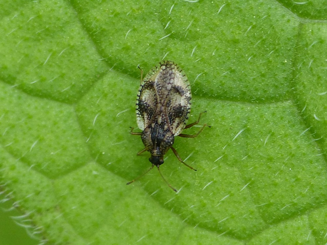 Dictyla humuli &copy; BARBIER Simon