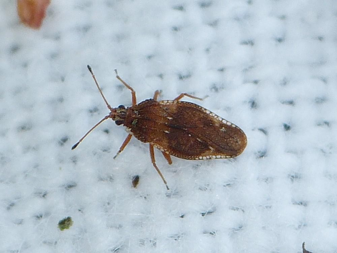 Physatocheila dumetorum &copy; BARBIER Simon