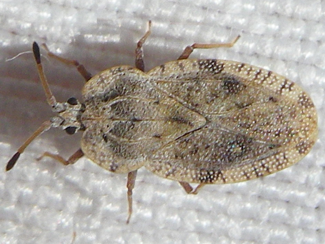 Tingis ampliata &copy; HALLART Guénael