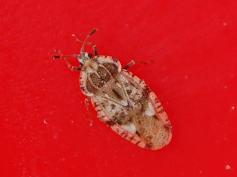 Tingis cardui &copy; VANSTEENE Nicolas