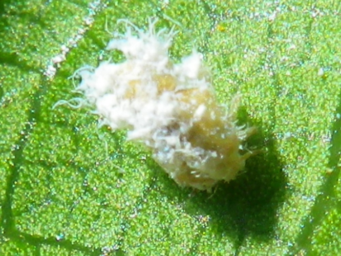 Lauritrioza alacris &copy; HALLART Guénael