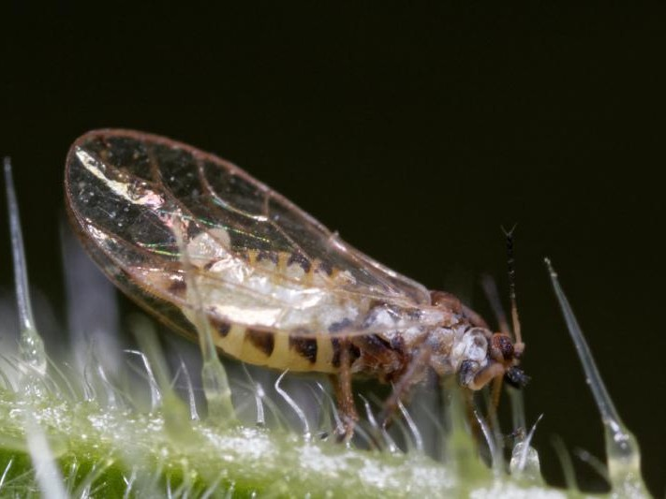 Trioza urticae &copy; DANTEN Benoit