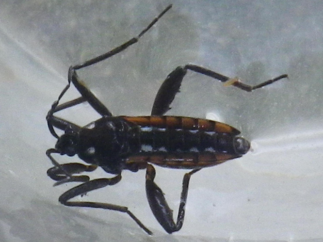 Velia caprai &copy; HALLART Guénael